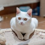 Biały kot o bursztynowych oczach leży na drapaku w jasnym wnętrzu